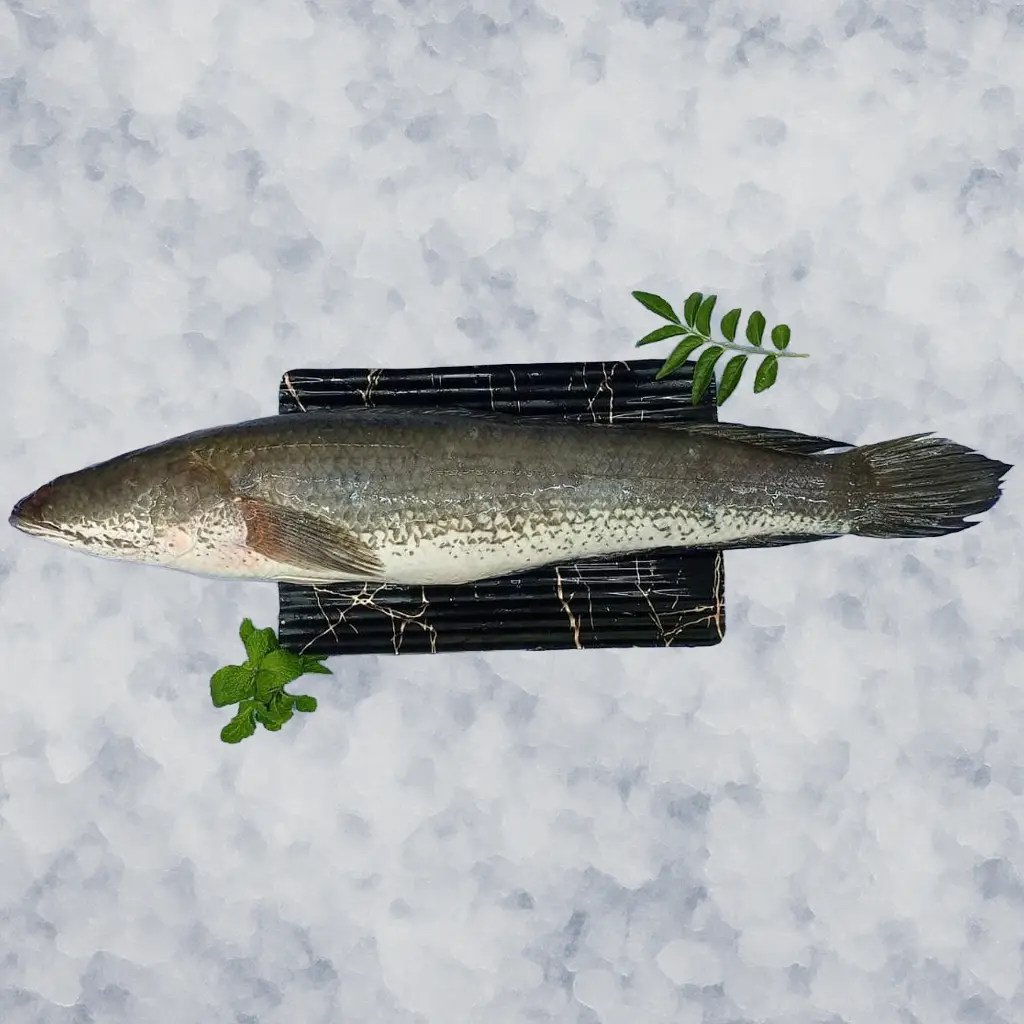 Whole Fish (Uncleaned)