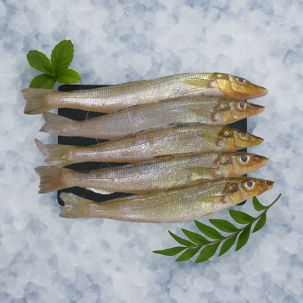 Lady Fish / ಕಾನೆ